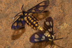 Ceryx anthraciformis