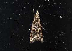 Gelechioidea