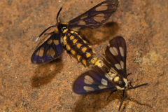 Ceryx anthraciformis
