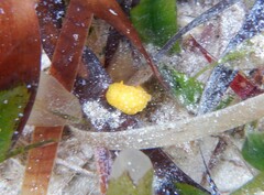 Doris chrysoderma