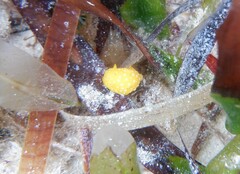 Doris chrysoderma