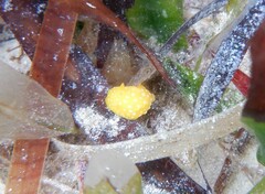 Doris chrysoderma