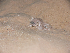 Mesalina rubropunctata