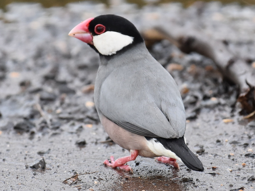 Java Sparrow in February 2023 by dmgallagher · iNaturalist