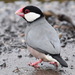Java Sparrow - Photo (c) dmgallagher, some rights reserved (CC BY-NC)