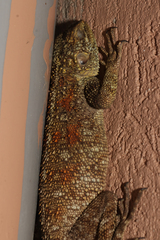 Acanthocercus ugandaensis