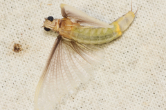 Ephemeroidea