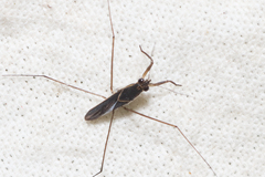 Limnogonus cereiventris