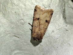 Cerastis faceta
