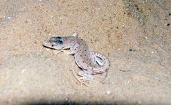 Mesalina rubropunctata