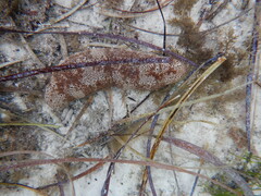 Holothuria hartmeyeri