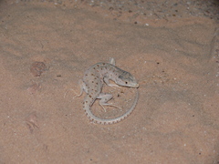 Mesalina rubropunctata