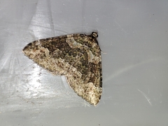 Catarhoe basochesiata