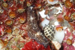 Thysanozoon brocchii