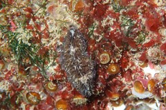 Thysanozoon brocchii