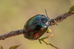 Hemicyclus punctulatus