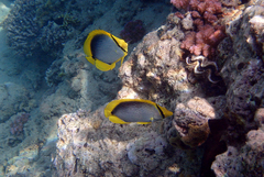 Chaetodon melannotus