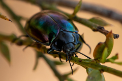 Hemicyclus punctulatus