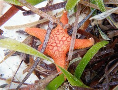 Nectria wilsoni
