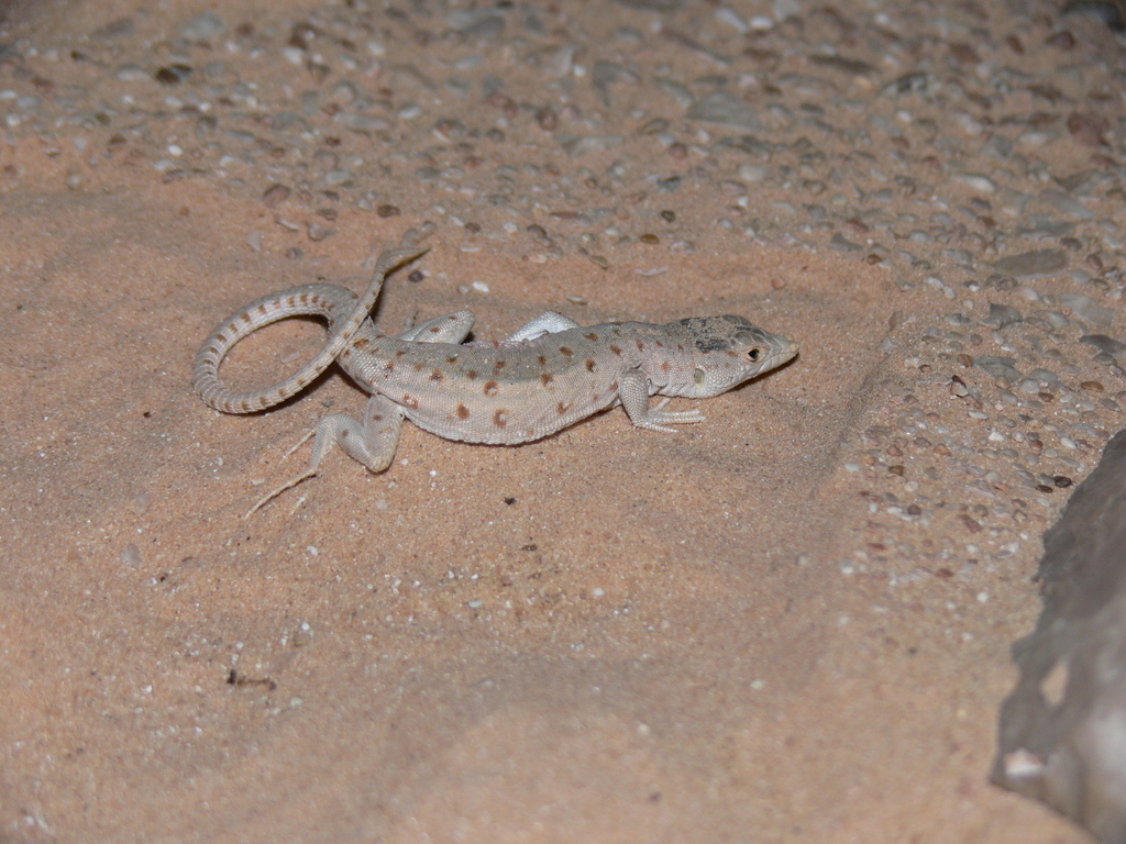 Red-Spotted Lizard