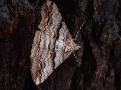 Gastrinodes bitaeniaria