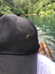 Tetragnatha hasselti