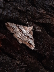 Gastrinodes bitaeniaria