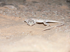 Mesalina rubropunctata