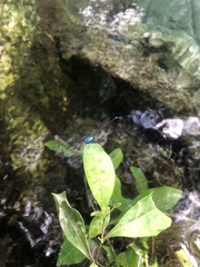 Prodasineura integra