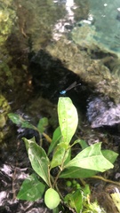 Prodasineura integra