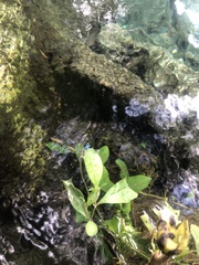 Prodasineura integra