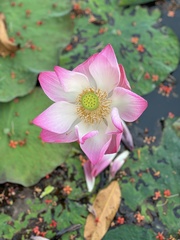 Nelumbo