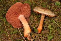Cortinarius rubripes
