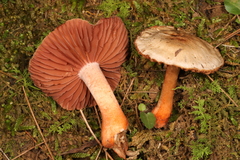 Cortinarius rubripes
