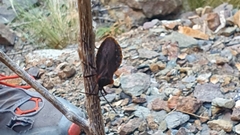 Spartocera