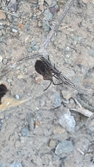 Spartocera