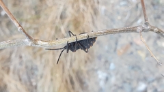 Spartocera