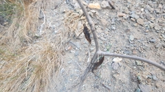 Spartocera