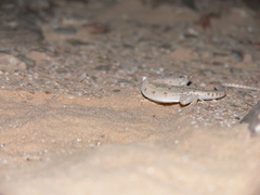 Mesalina rubropunctata