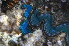 Tridacna maxima