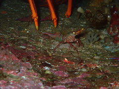 Rhynchocinetes kuiteri