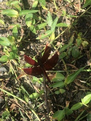 Neurothemis ramburii