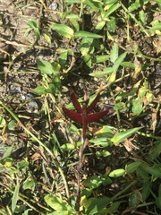 Neurothemis ramburii