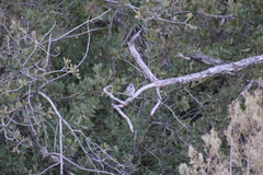 Junco hyemalis caniceps