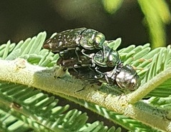 Diphucrania