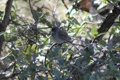 Junco hyemalis mearnsi × caniceps
