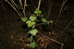 Ipomoea indica