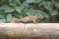 Callosciurus quinquestriatus