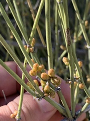 Ephedra