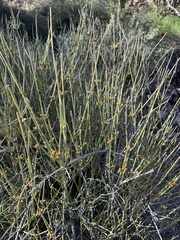 Ephedra
